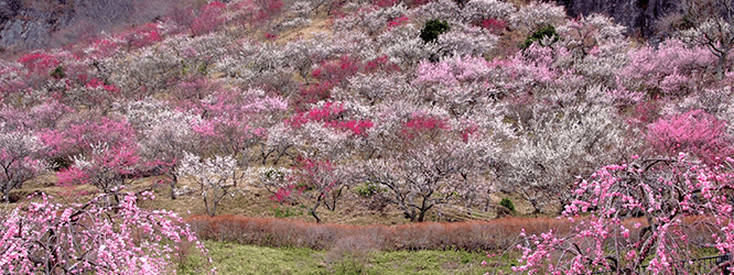 幕山公園